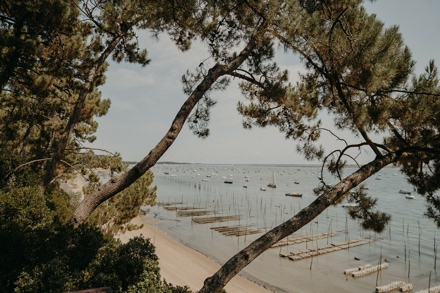 The Bassin d’Arcachon seen through the pine trees
